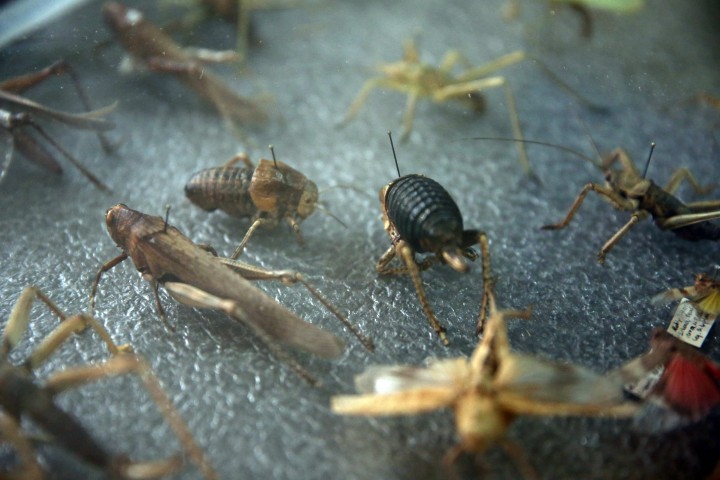 Gaziantep'in biyoçeÅitliliÄi belirleniyor