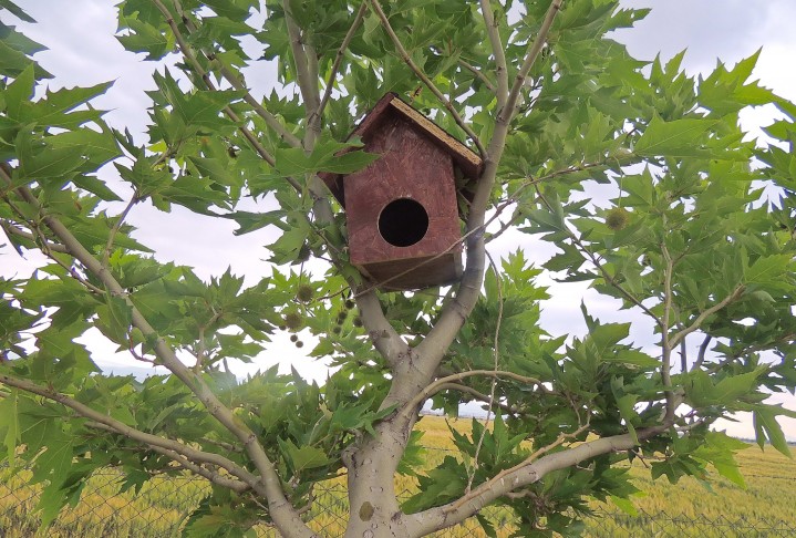 Yüksekokul Öğrencileri Kuşlar İçin Yuva Yaptı (4)